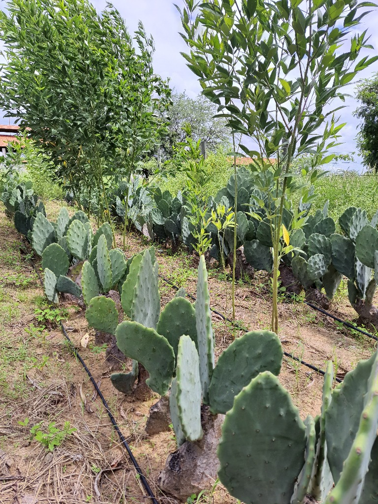 ANÁLISE