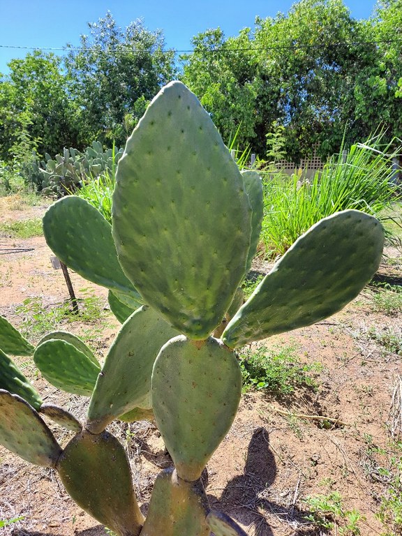 Campo agrostológico 
