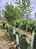 Campo agrostológico 
