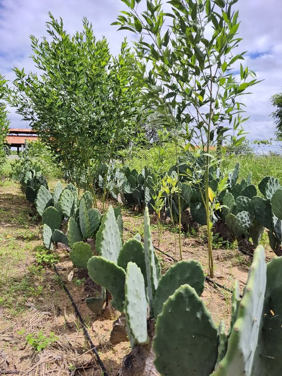 Campo agrostológico 