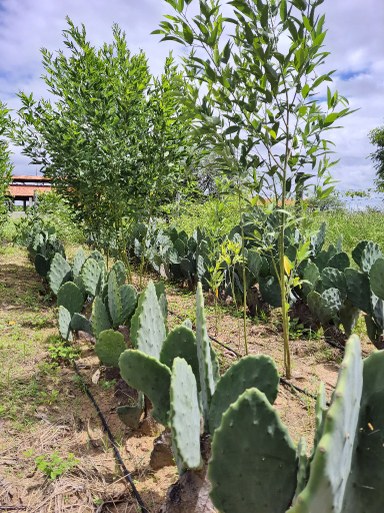 Campo agrostológico 