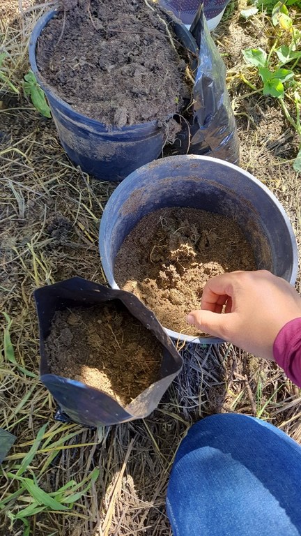 Campo agrostológico 