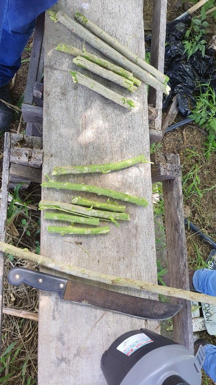 Campo agrostológico 