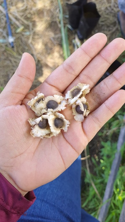 Campo agrostológico 