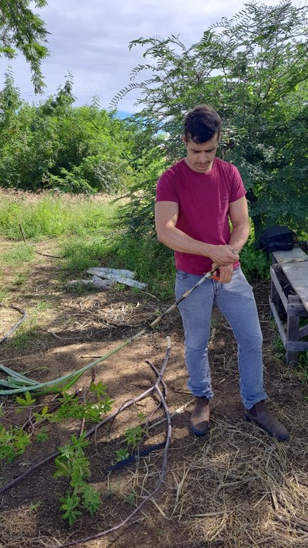 Campo agrostológico 