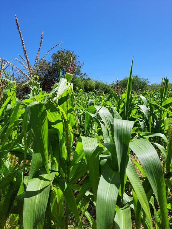 Campo agrostológico 
