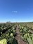 Fazenda Aroeira_.jpg
