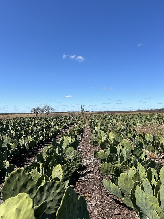 Fazenda Aroeira_.jpg