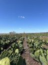Fazenda Aroeira_.jpg