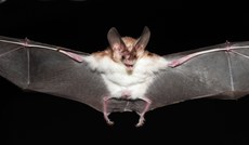Os morcegos desempenham papel fundamental  na natureza