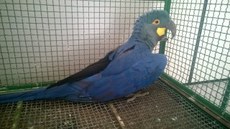 A ave foi avistada numa área aberta de Euclides da Cunha sem conseguir voar