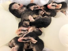 Os filhotes passaram por avaliação clínica na maternidade do Centro de Triagem de Animais Silvestres (CETAS).