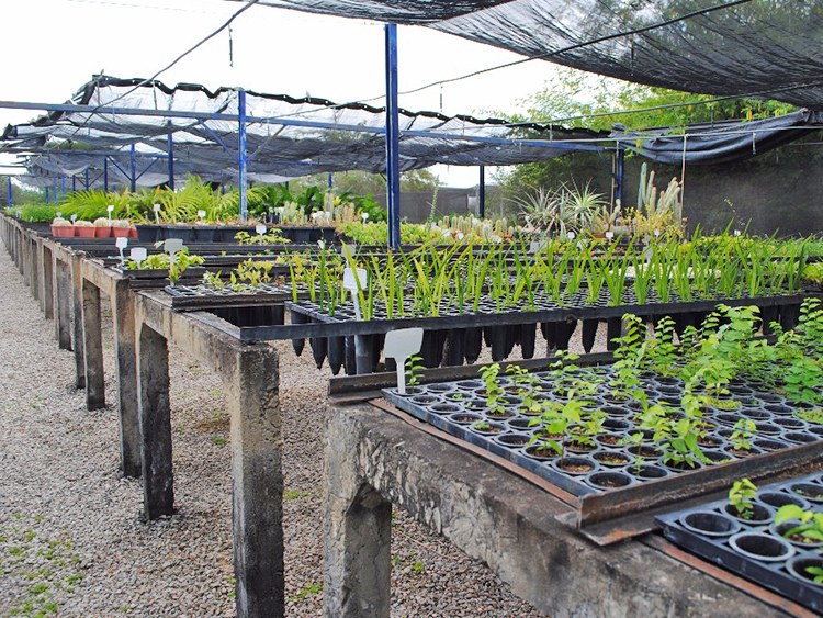 Herbário do Centro de Referência para Recuperação de Áreas Degradadas da Caatinga (CRAD) - Campus Ciências Agrárias