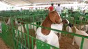 Caprinos e ovinos são tema de exposição e simpósio na Univasf