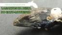 Ciência no Semiárido sobre lagartos na dieta do gato-mourisco