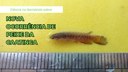 Ciência no Semiárido sobre nova ocorrência de peixe da caatinga