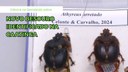 Ciência no Semiárido sobre novo besouro identificado na caatinga