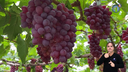 Cultivar de uva BRS Melodia é adaptada ao Semiárido