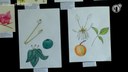 Exposição com ilustrações botânicas acontece na Univasf
