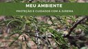 Meu Ambiente proteção e cuidados com a jurema