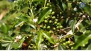 Moradores da Serra dos Morgados produzem café orgânico