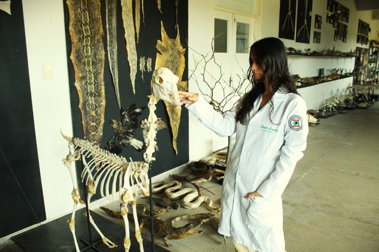 Aluna do curso de Zootecnia com esqueleto de Lhama.JPG