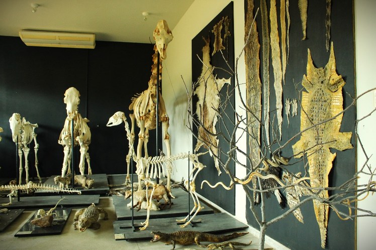 Museu Didático de Anatomia Animal.JPG